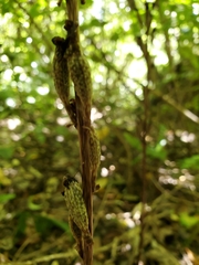 Gastrodia cunninghamii