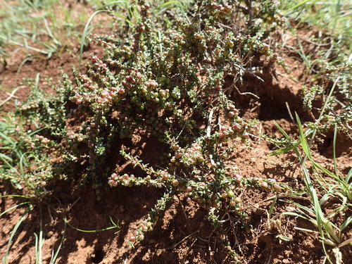 Donkey Daggapit (Nenax microphylla)