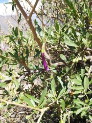 Dunalia spinosa