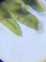 Fissidens subbasilaris