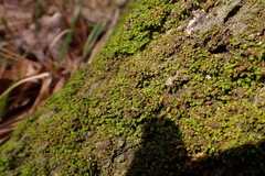 Fissidens subbasilaris