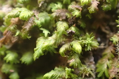 Fissidens subbasilaris