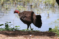 Alectura lathami lathami