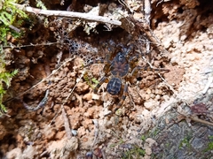Liphistius murphyorum