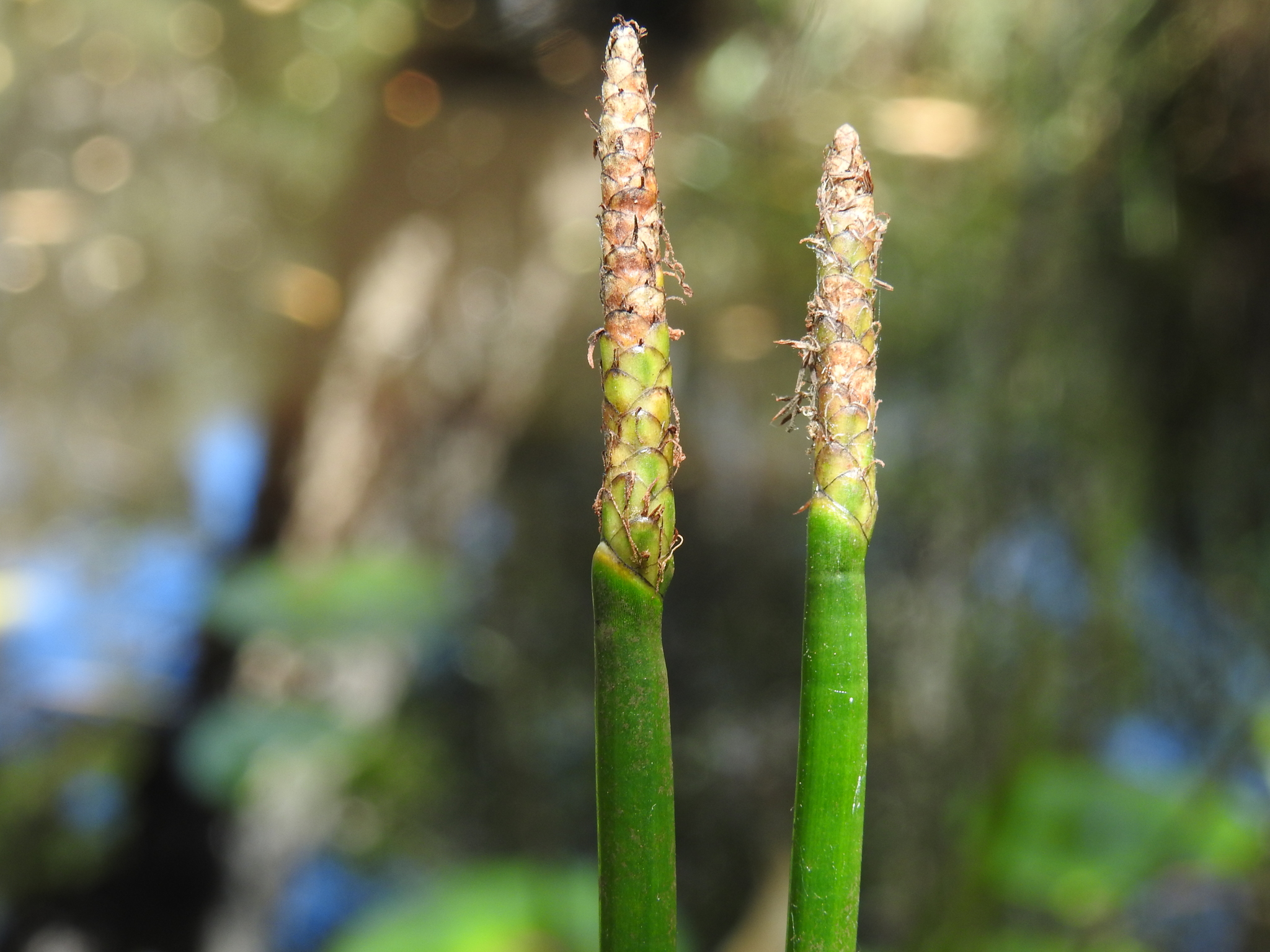 (c) Scott W. Gavins, certains droits réservés (CC BY-NC) https://www.inaturalist.org/observations/104251239