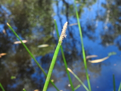 Eleocharis dulcis