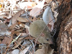 Melomys burtoni