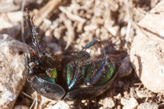 Sericotrupes niger