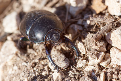 Sericotrupes niger