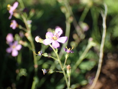 Chaenostoma patrioticum