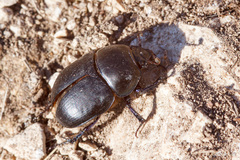 Sericotrupes niger