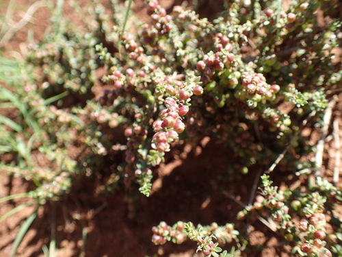 Image of Nenax microphylla by (c) Mahomed Desai, some rights reserved (CC BY)
