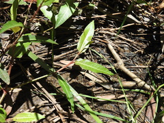 Persicaria dichotoma