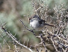 Pyrrholaemus brunneus