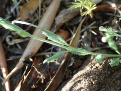 Chaenostoma patrioticum