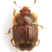 Strawberry Sap Beetle - Photo (c) Mike Quinn, Austin, TX, some rights reserved (CC BY-NC), uploaded by Mike Quinn, Austin, TX