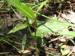Persicaria dichotoma