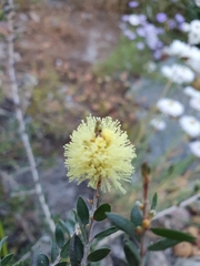 Melaleuca thymoides