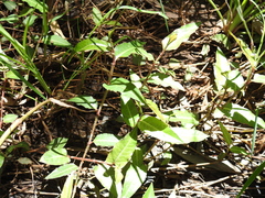 Persicaria dichotoma