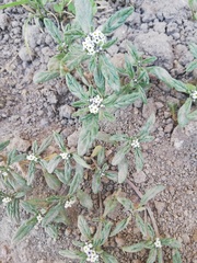 Heliotropium microstachyum