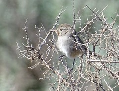 Pyrrholaemus brunneus