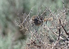 Pyrrholaemus brunneus