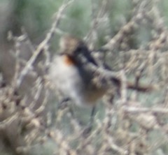 Pyrrholaemus brunneus