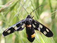 Amata caspia