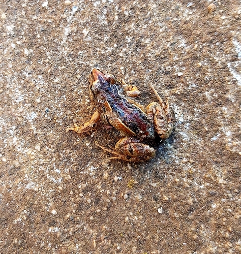 Common Eastern Froglet, photo 5 of 7