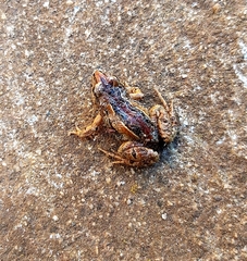 Brown Froglet photo 5