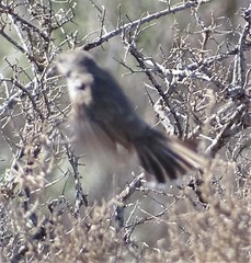 Pyrrholaemus brunneus