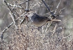 Pyrrholaemus brunneus