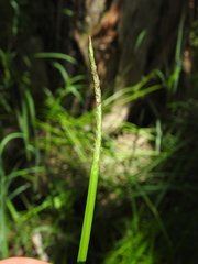 Eleocharis philippinensis
