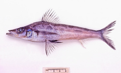 Chlorophthalmus acutifrons
