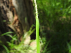 Eleocharis philippinensis