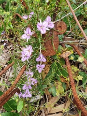 Thysanotus manglesianus