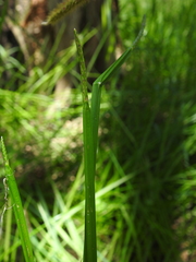 Eleocharis philippinensis