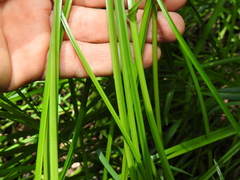 Eleocharis philippinensis