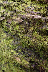 Clasmatodon parvulus