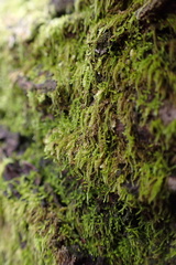 Clasmatodon parvulus