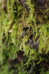 Clasmatodon parvulus