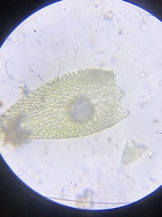 Clasmatodon parvulus