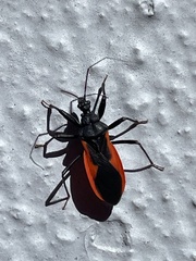 Archilestidium cinnabarinum