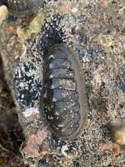 Chitonoidea