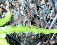 Tipula nova
