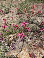 Ipomopsis aggregata bridgesii