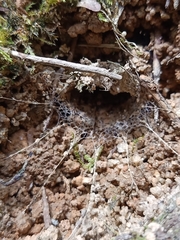 Liphistius murphyorum
