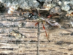 Xoridinae