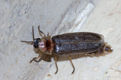 Lampyris fuscata