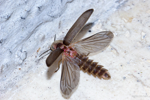 Lampyris fuscata